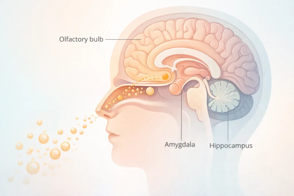 Diagram showing how aromatherapy scents travel from the nose to emotional centers of the brain such as the amygdala and hippocampus 